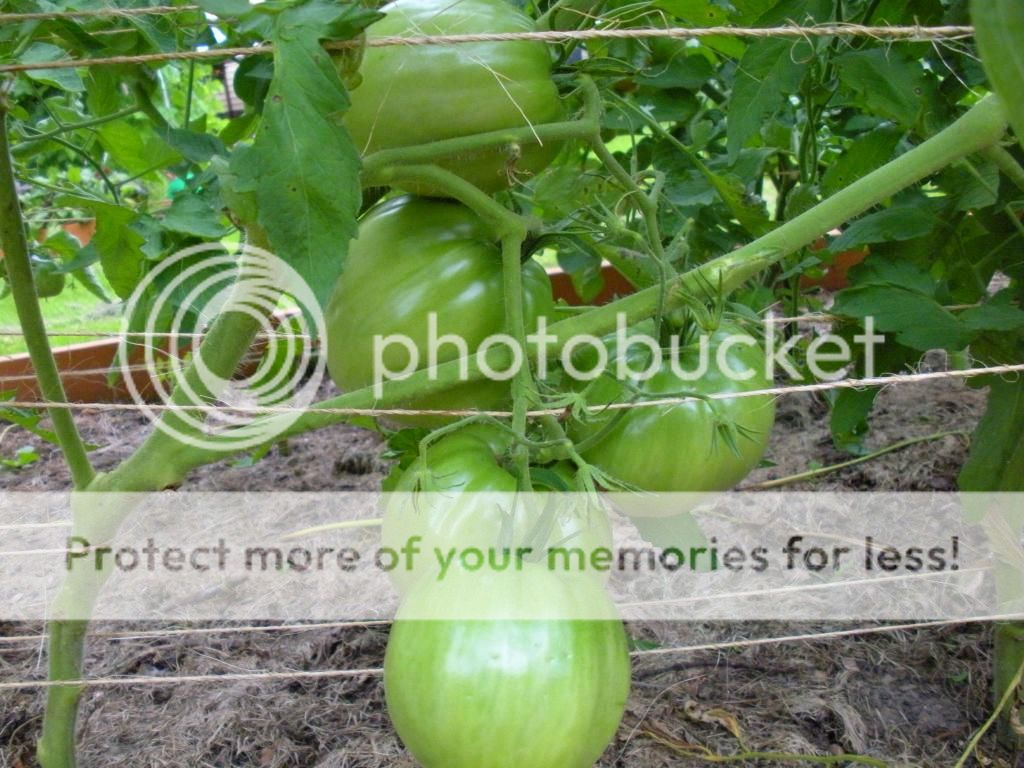  photo Garden8-6-13013.jpg